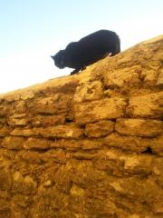 Avec nos animales salutations littérature,voyage,animaux,philosophie