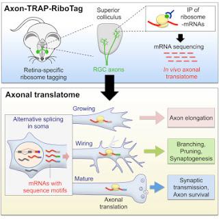 #cell cortexvisuel #axone #traduction Traduction siégeant dans les axones des circuits du cortex visuel en développement et mature