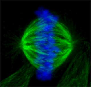 #trendsincellbiology #métazoaires #chromosomes #kinetochore #codetubuline #mitose  « Le Code Tubuline : Un Système de Navigation pour les Chromosomes Pendant la Mitose