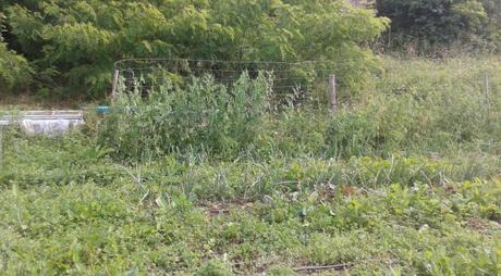 Mon Potager Bio en Juin 2016 Mon Potager Bio en Juin 2016