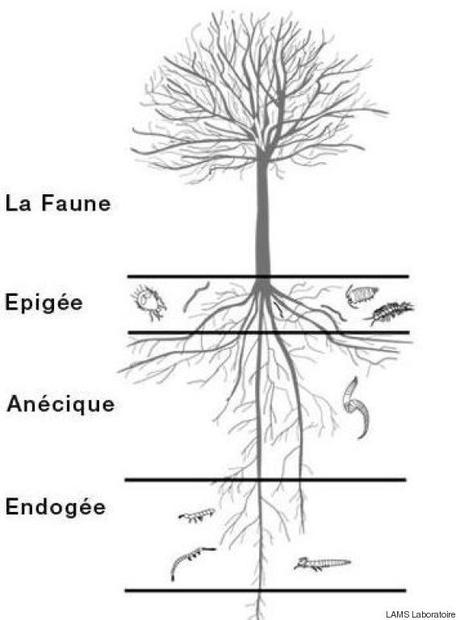 Ces deux agronomes rebelles se battent pour que les inondations fassent moins de dégâts arbre