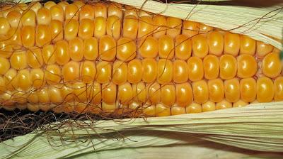 La beauté du maïs