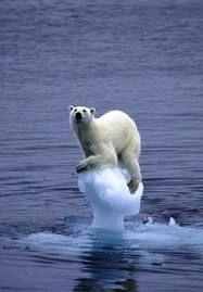 Arctique : Shell pour un parc marin ! fonte arctic