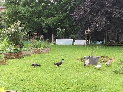 Rencontre avec Carine Mayo venue visiter notre jardin Rencontre avec Carine Mayo venue visiter notre jardin