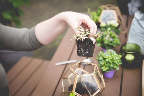 Un DIY au jardin – un terrarium à suspendre