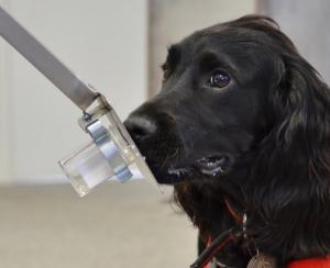 DIABÈTE, HYPOGLYCÉMIE: S'inspirer du flair du chien pour les détecter – Diabetes Care