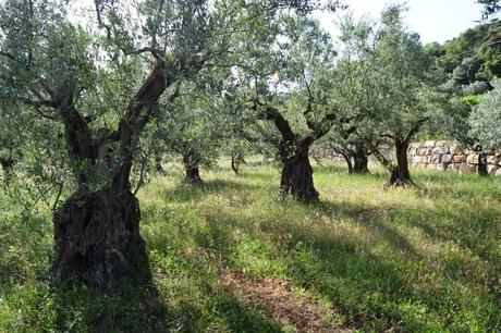 L’oliveraie au coeur d’une veillée lecture 014.jpg bis