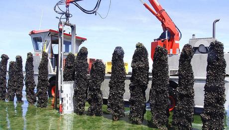 Consommation. Le moules-frites va-t-il flamber ? En Bretagne, les principaux bassins de production, Saint-Brieuc, baie du Mont Saint-Michel et Pénestin sont préservés.