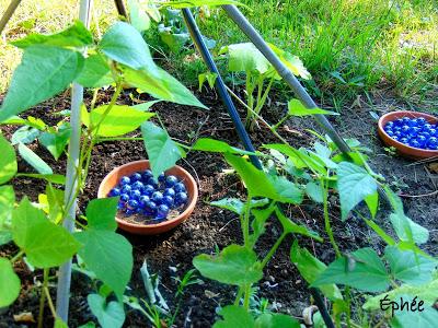 Pommes de terre farcies au pesto Pommes de terre farcies au pesto