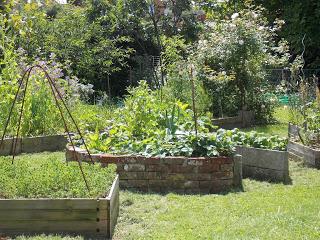 Que récolter au jardin fin juin ?