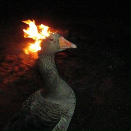 Goose / Duck on fire : l’image dont Facebook ne voulait pas. 3b9