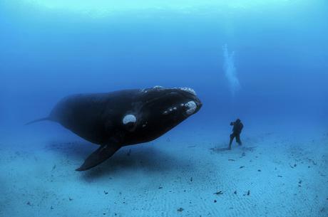 Brian Skerry - photographe sous-marin
