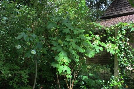 11 hydrangea quercifolia veneux 30 juin 2016 008.jpg