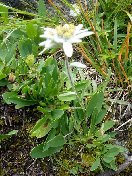 Fleurs des Alpes: Edelweiss Etoile des neiges