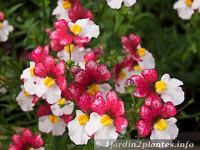 Le némésia est une jolie plante annuelle très florifère