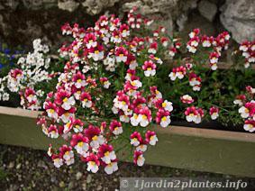 Le némésia est une jolie plante annuelle très florifère