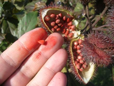 preparer sa peau au soleil urucum L'urucum : une plante pour préparer sa peau au soleil