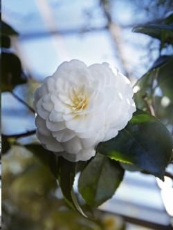 Camelia Tage_Andersen_02 Camelia Tage_Andersen_02