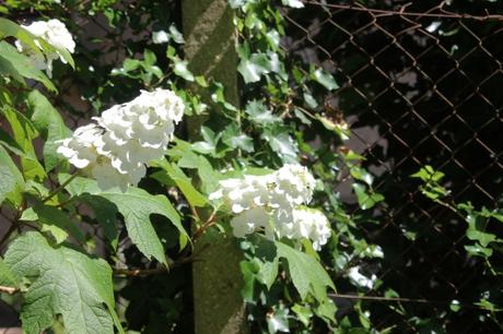 Hydrangea quercifolia 11 hydrangea quercifolia veneux 9 juil 2016 013.jpg