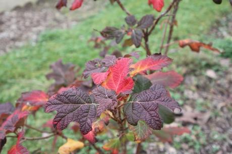 Hydrangea quercifolia 3 hydrangea quercifolia paris 24 déc 2012 077 (1).jpg