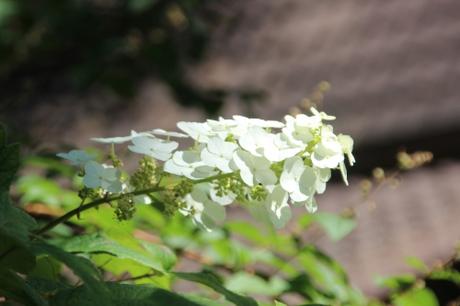 Hydrangea quercifolia 13 hydrangea quercifolia veneux 9 juil 2016 015.jpg