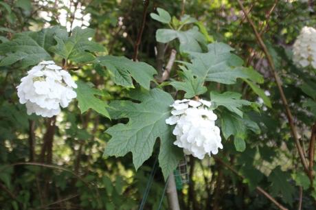 Hydrangea quercifolia 10 hydrangea quercifolia veneux 10 juil 2016 003.jpg