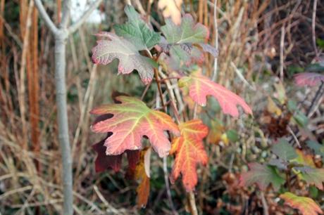 Hydrangea quercifolia 1 hydrangea quercifolia 26 déc 2012 014 (1).jpg