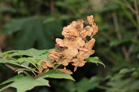 Hydrangea quercifolia 15 hydrangea quercifolia veneux 14 sept 2012 004 (2).jpg