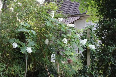 Hydrangea quercifolia 9 hydrangea quercifolia veneux 10 juil 2016 001.jpg