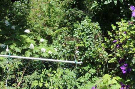 Hydrangea quercifolia 8 hydrangea quercifolia veneux 9 juil 2016 008.jpg