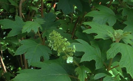 Hydrangea quercifolia 6 hydrangea quercifolia veneux 30 juin 2016 008.jpg