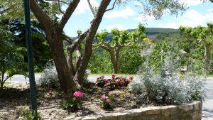 Ampus fleuri (fin) P1110459