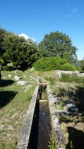 Ampus fleuri (fin) P1110517