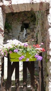 Ampus fleuri (fin) P1110682