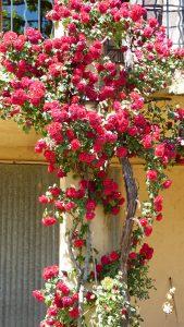 Ampus fleuri (fin) P1110321