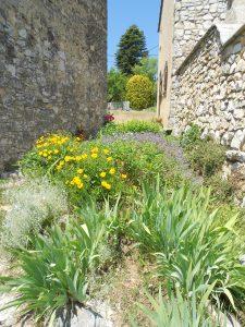 Ampus fleuri (fin) CAT2_AMPUS_BORIO_3 - Copie