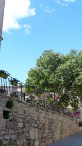 Ampus fleuri (fin) P1110508