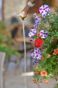 Ampus fleuri (fin) 13584664_1047199378661323_3804184019659351354_o