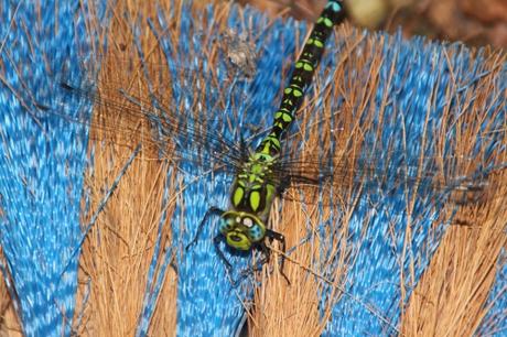 Aeshna cyanea 5 aeschne bleue veneux 7 août 2015 006.jpg