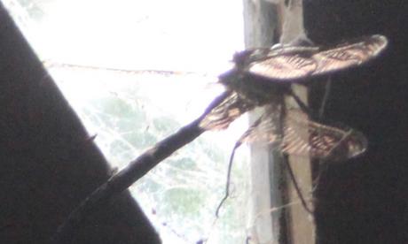 Aeshna cyanea 4 libellule rec veneux 11 juil 2016 009.jpg