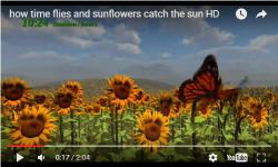 Tournesol tourne Tournesol tourne