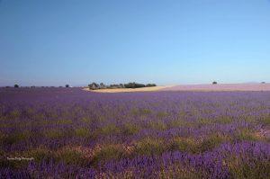 Les lavandes à Marcou 13641267_1050456391668955_216333576281508281_o