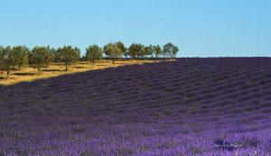 Les lavandes à Marcou 13641212_1050457168335544_5455701341706571828_o