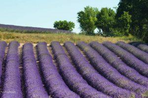 Les lavandes à Marcou 13662075_1050456861668908_3231981204767087746_o