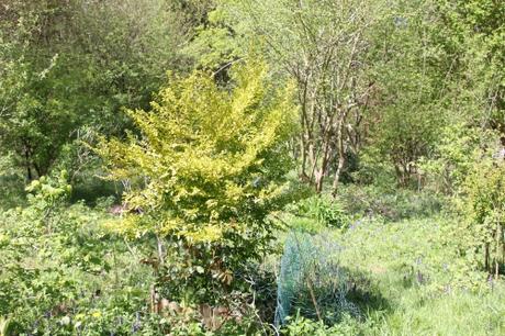 Ligustrum ovalifolium 4 ligustrum lemon romi 23 avril 2015 071.jpg