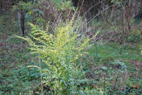 Ligustrum ovalifolium 3 ligustrum lemon romi 2 nov 2013 024.jpg