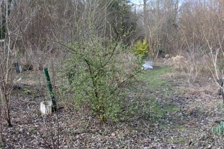 Ligustrum ovalifolium ribes fasciculatum romi 27 fév 2015 044.jpg