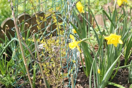 Ligustrum ovalifolium 2 ligustrum lemon romi 29 avril 2013 069.jpg