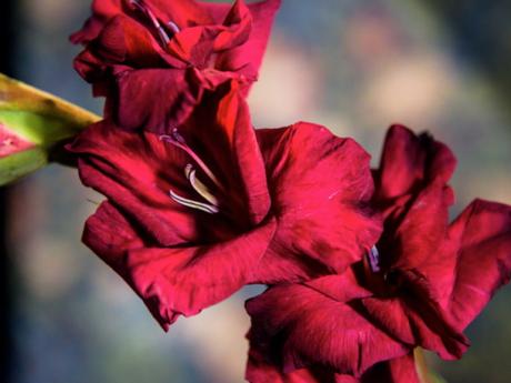 Je fait mon bouquet Je fait mon bouquet