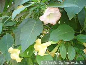 Un arbuste fleuri: le brugmansia.